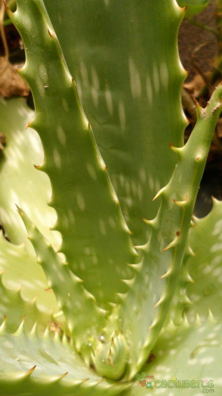 Una foto de Aloe maculata