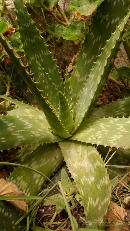 Una foto de Aloe maculata