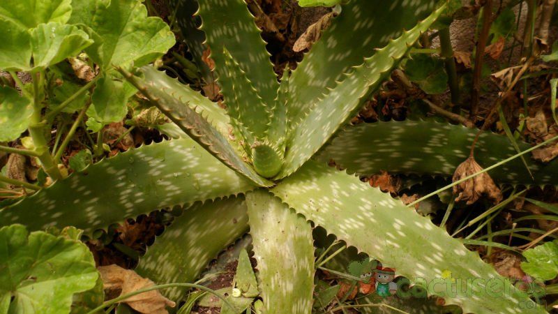 Una foto de Aloe maculata