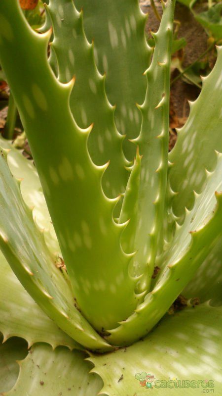 Una foto de Aloe maculata