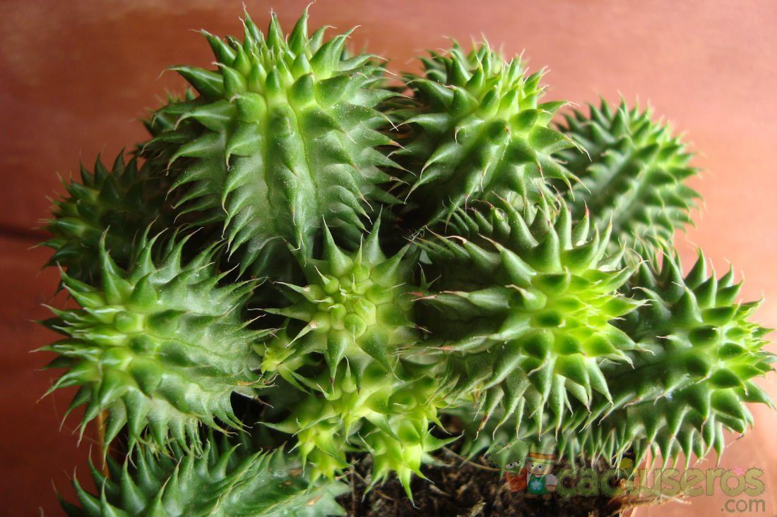 Una foto de Euphorbia susannae