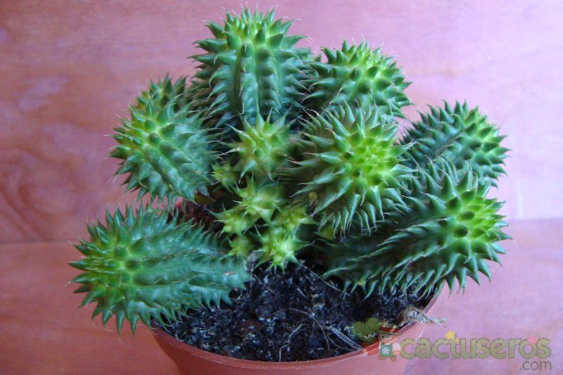 Una foto de Euphorbia susannae