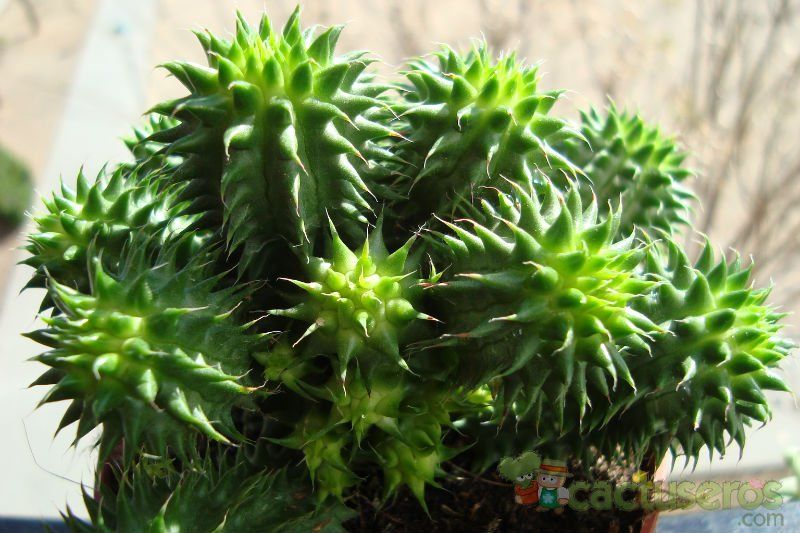 Una foto de Euphorbia susannae
