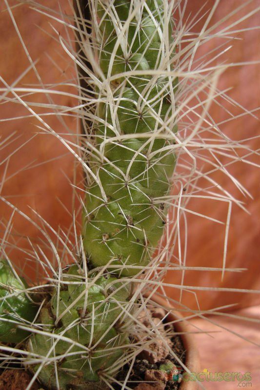 Una foto de Tephrocactus weberi