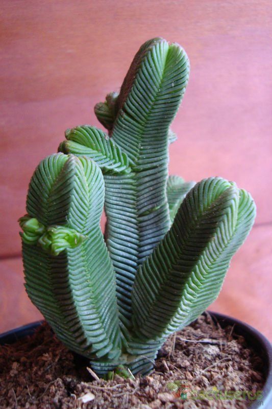 A photo of Crassula pyramidalis