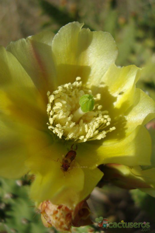 Una foto de Opuntia schickendantzii