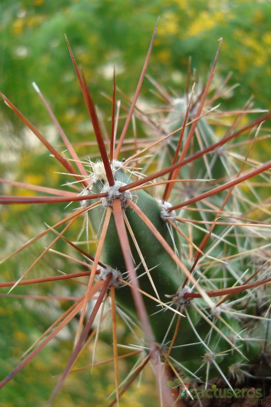 Una foto de Corynopuntia grahamii