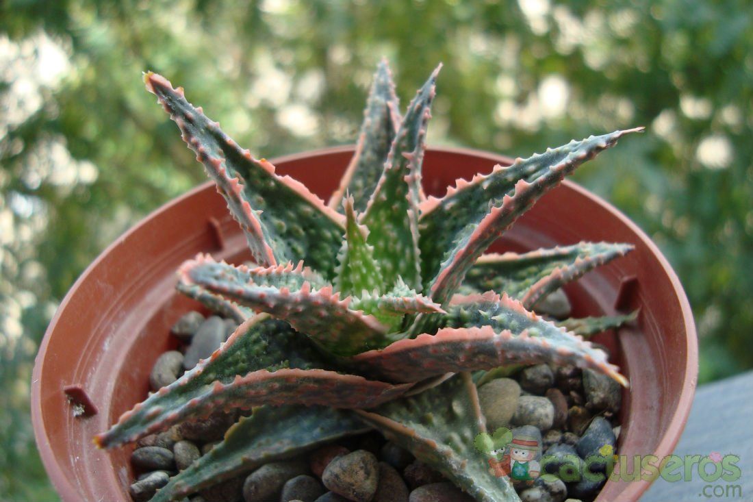 A photo of Aloe cv. donnie