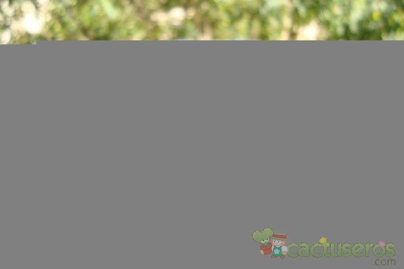 Una foto de Cotyledon orbiculata var. undulata