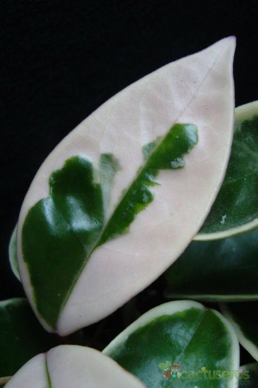 Una foto de Hoya carnosa cv. krimson queen