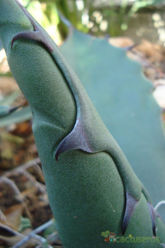 Una foto de Agave salmiana var. ferox