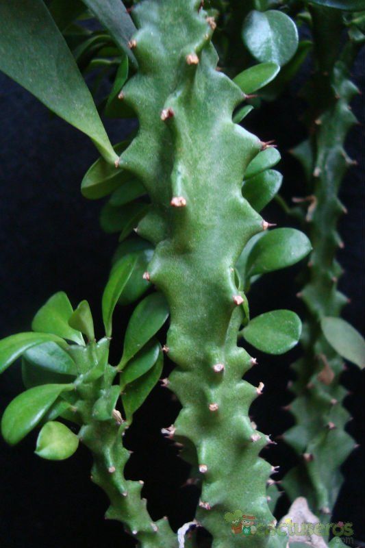 Una foto de Euphorbia undulatifolia
