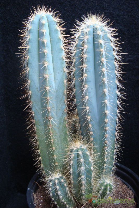 A photo of Pilosocereus azulensis