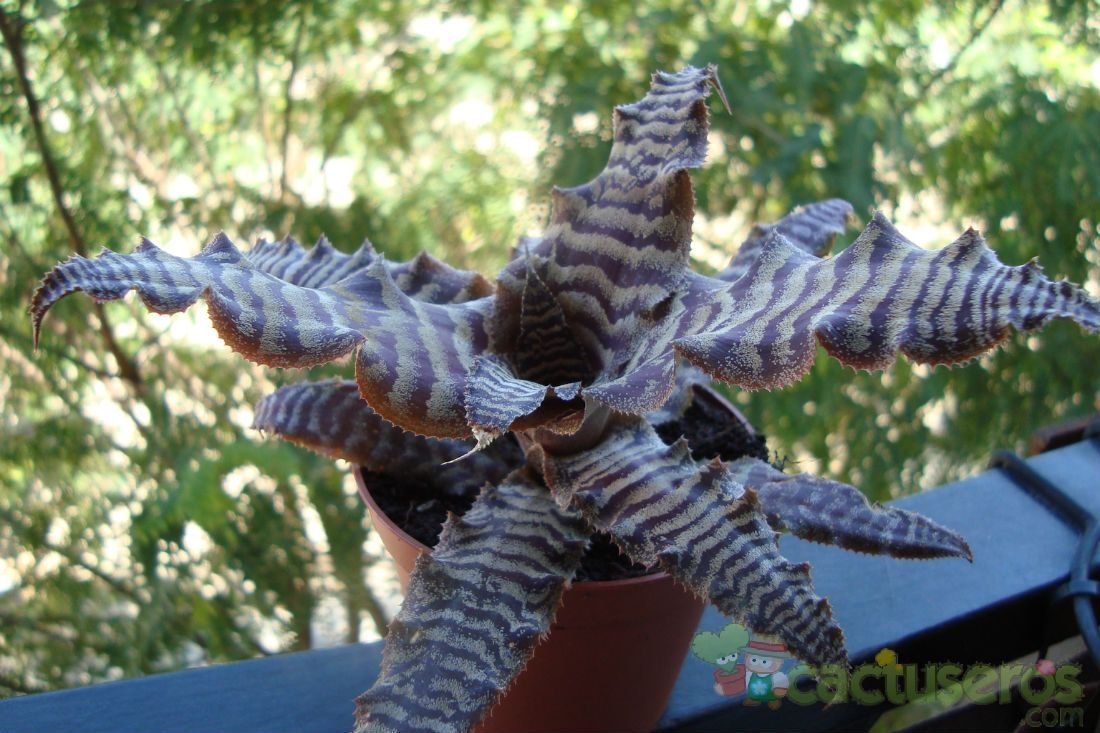 A photo of Cryptanthus zonatus