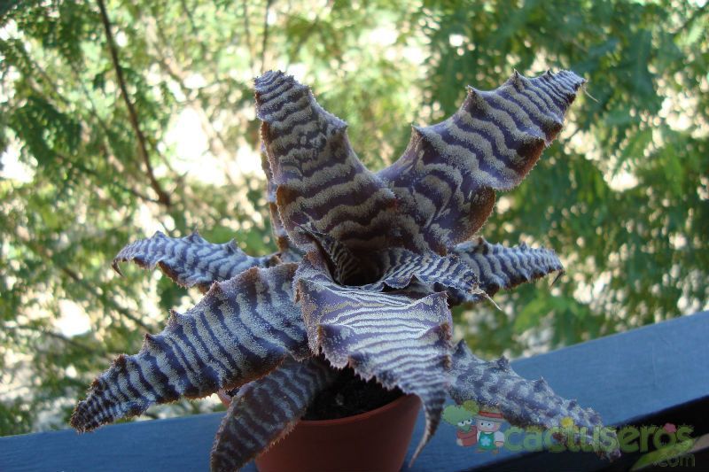 A photo of Cryptanthus zonatus