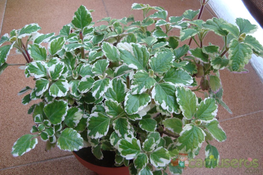 A photo of Plectranthus madagascariensis fma. variegada