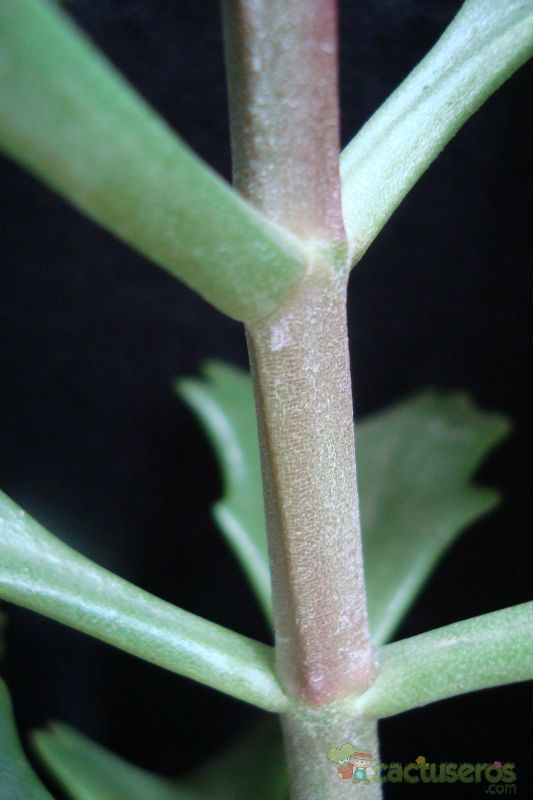 Una foto de Kalanchoe longiflora
