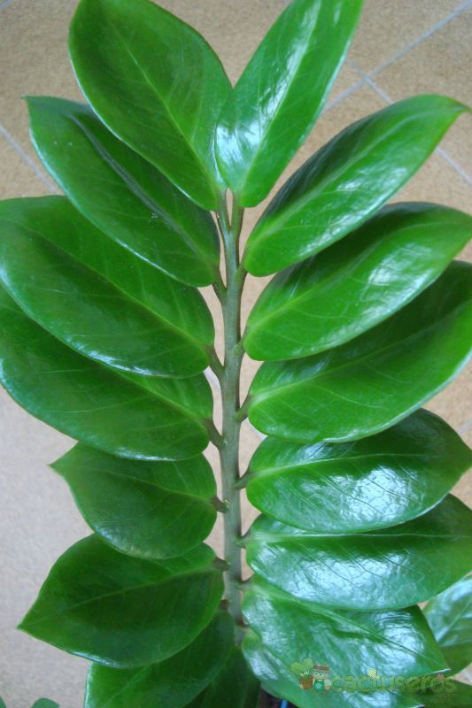 Una foto de Zamioculcas zamiifolia  