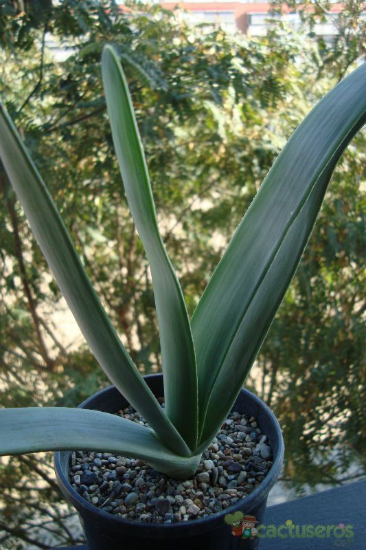 A photo of Aloe plicatilis  
