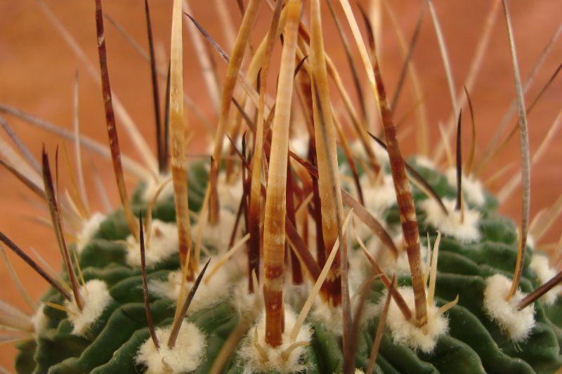 Una foto de Stenocactus pentacanthus  