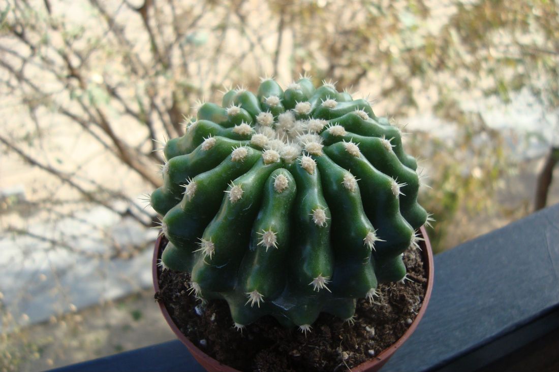 A photo of Echinocactus grusonii fma. inermis