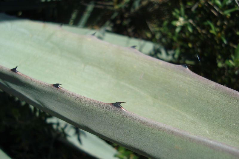 Una foto de Agave fourcroydes  
