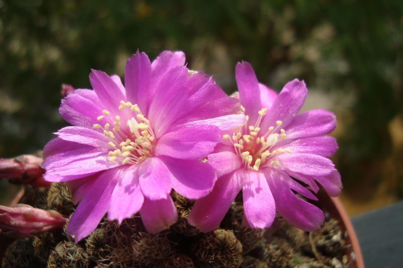 A photo of Sulcorebutia steinbachii