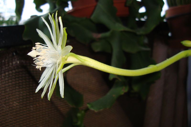 Una foto de Epiphyllum hookeri subsp. guatemalense