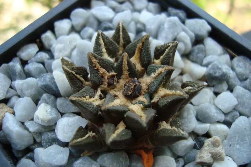 Una foto de Ariocarpus kotschoubeyanus