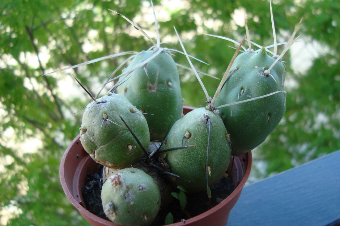 A photo of Tephrocactus chichensis