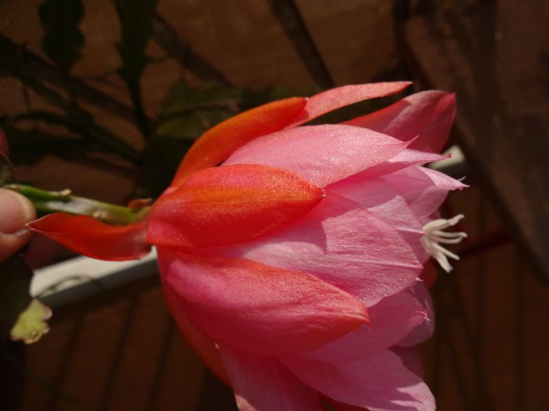 Una foto de Epiphyllum cv. Fiesta de Flores
