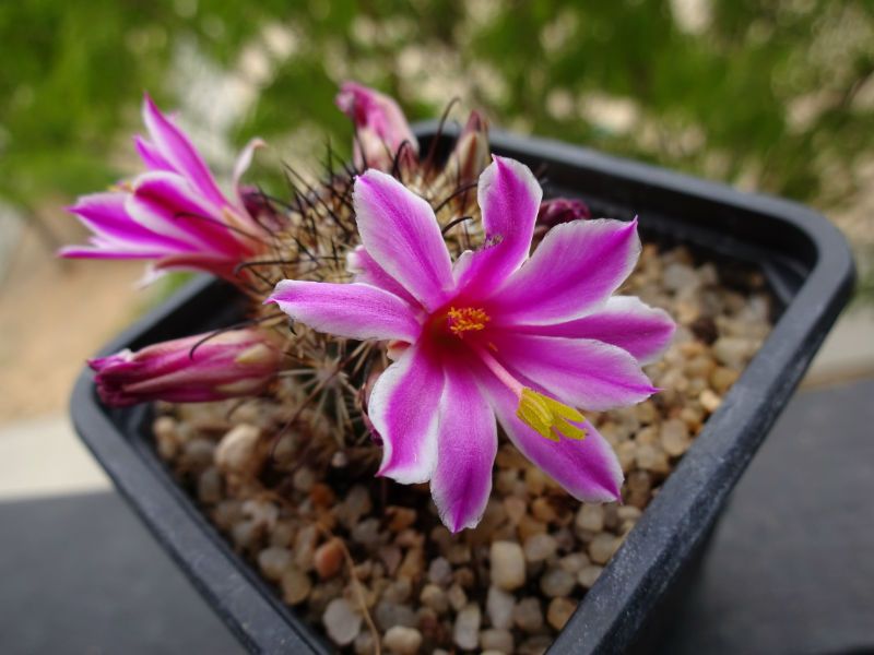A photo of Mammillaria blossfeldiana