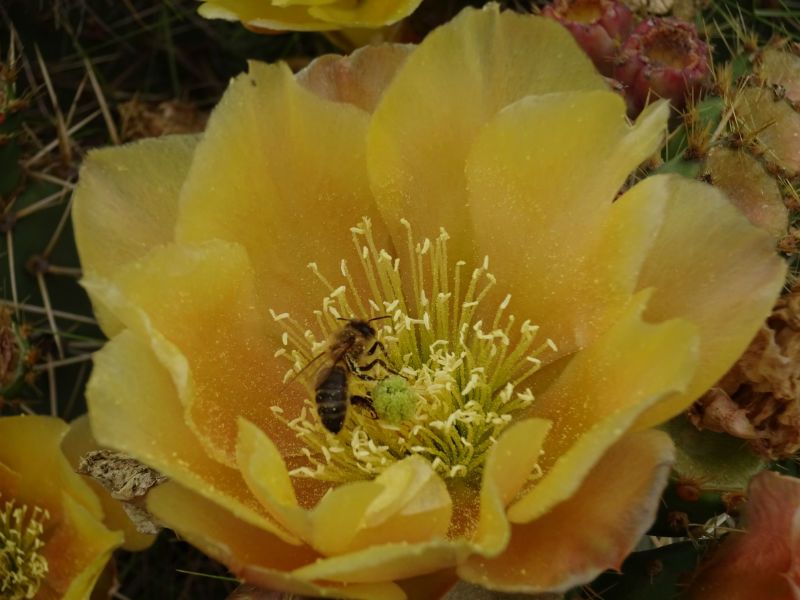 Una foto de Opuntia engelmannii