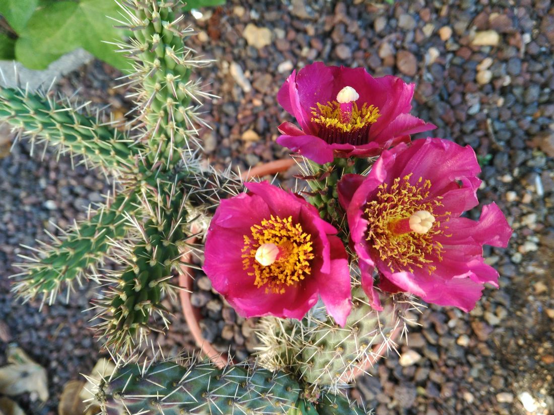 A photo of Cylindropuntia spinosior