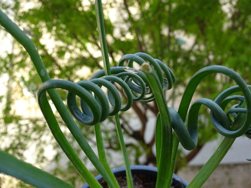 A photo of Albuca spiralis  