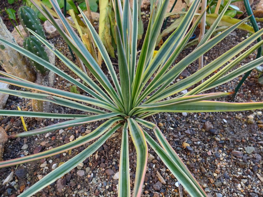 Una foto de Yucca aloifolia  