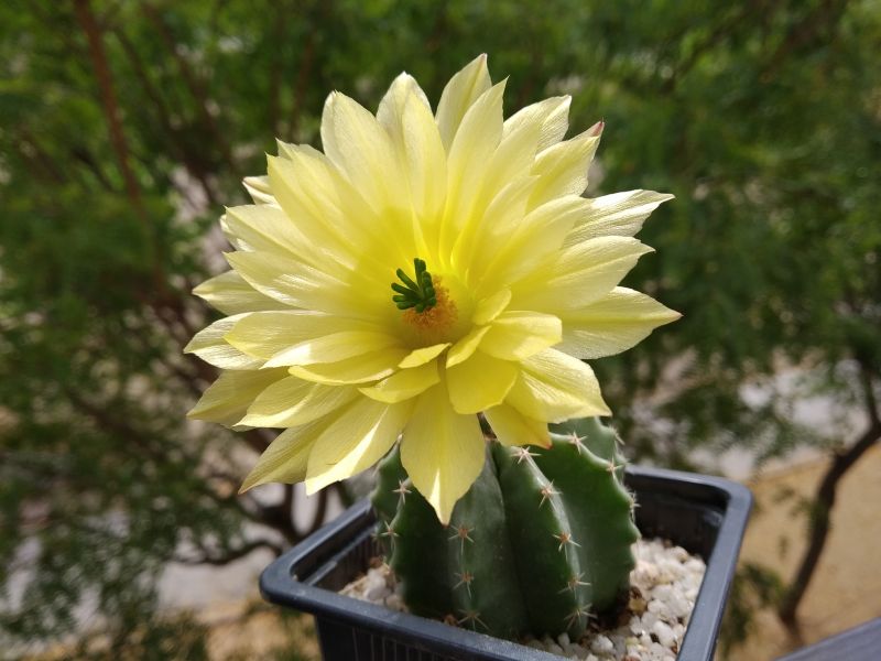 A photo of Echinocereus subinermis