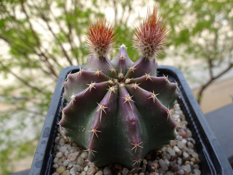 A photo of Echinocereus subinermis