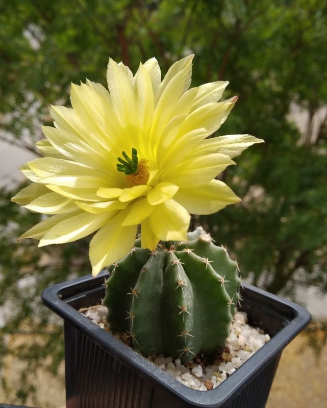 A photo of Echinocereus subinermis