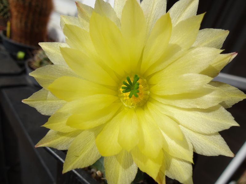 A photo of Echinocereus subinermis