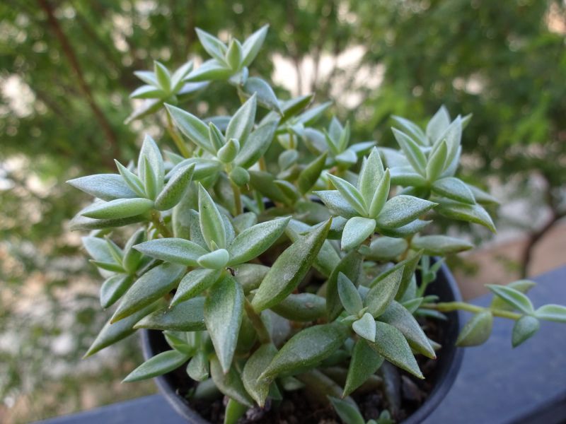 A photo of Lenophyllum texanum