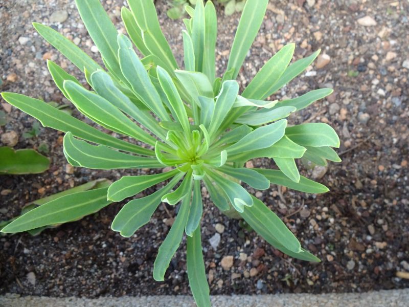 A photo of Kleinia neriifolia