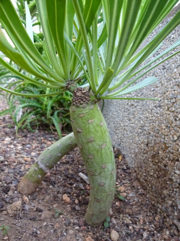 A photo of Kleinia neriifolia
