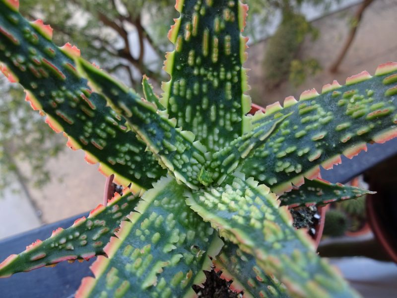 A photo of Aloe cv. Green Sand (conocido tambien como cv. Vito)
