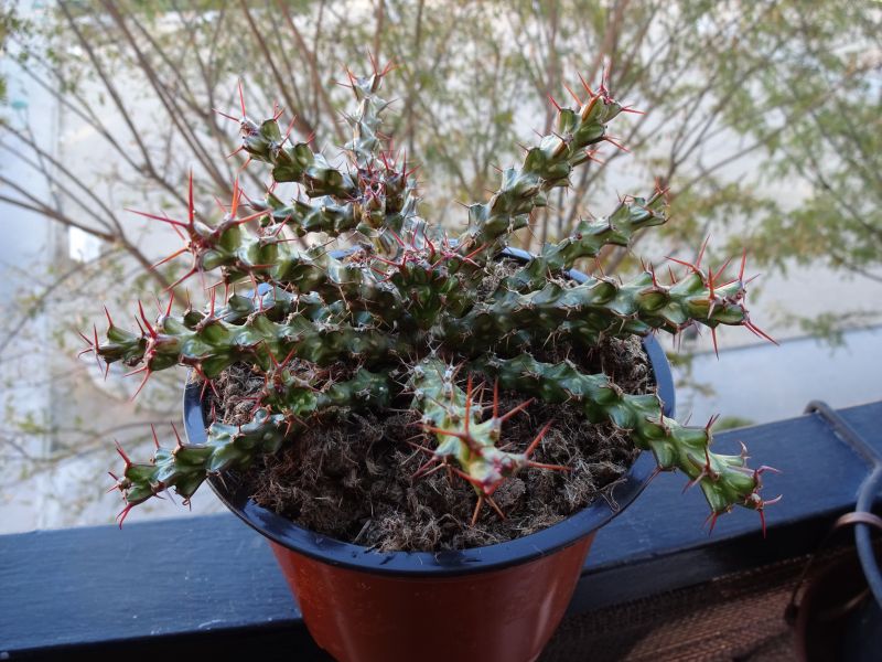 A photo of Euphorbia lenewtonii  