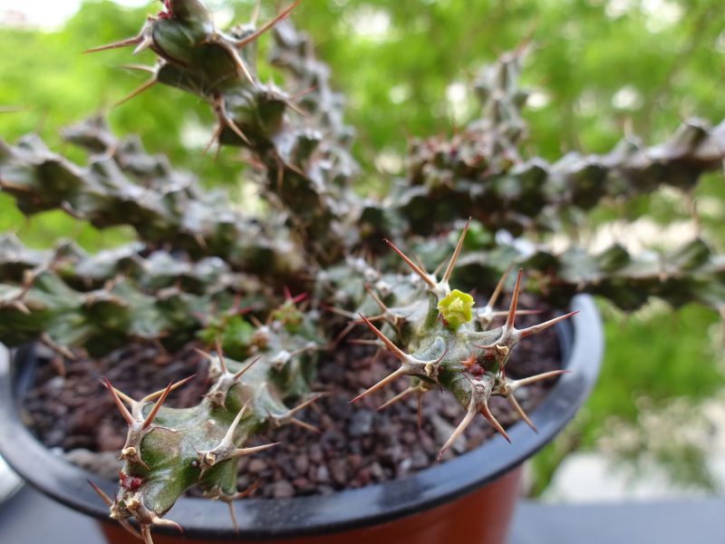 Una foto de Euphorbia lenewtonii  
