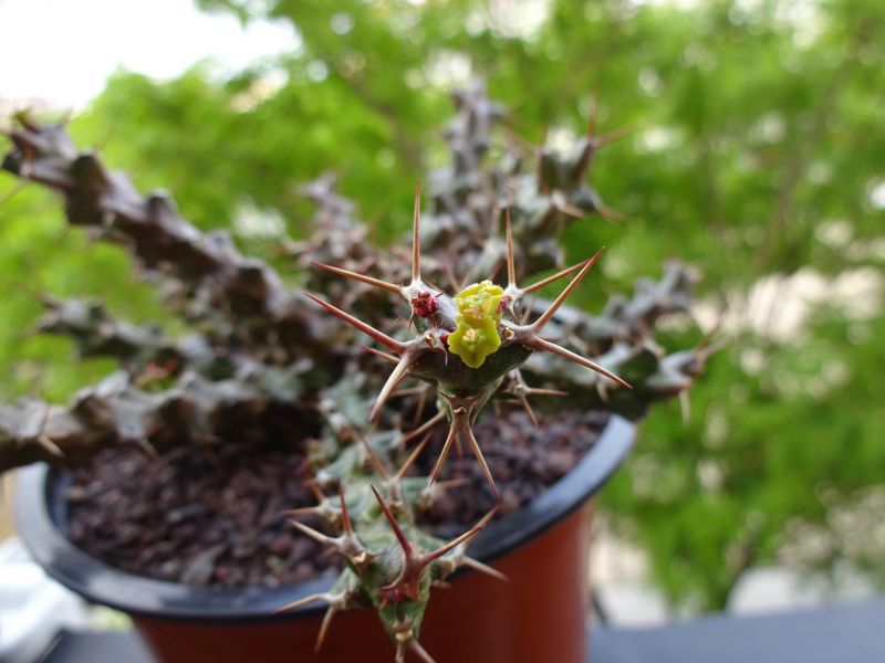 A photo of Euphorbia lenewtonii  