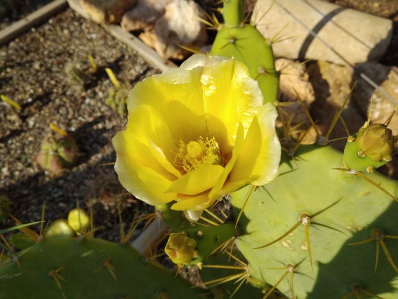 A photo of Opuntia dillenii