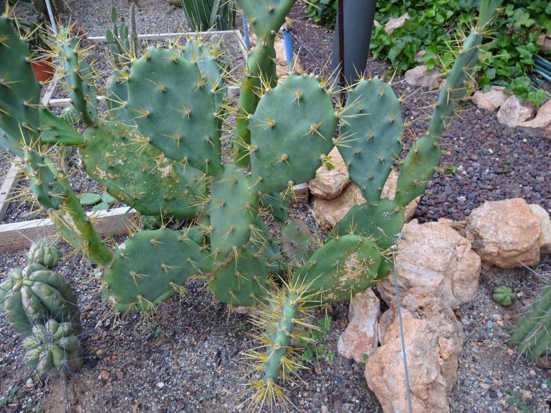 A photo of Opuntia dillenii