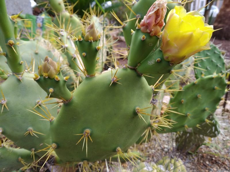 A photo of Opuntia dillenii